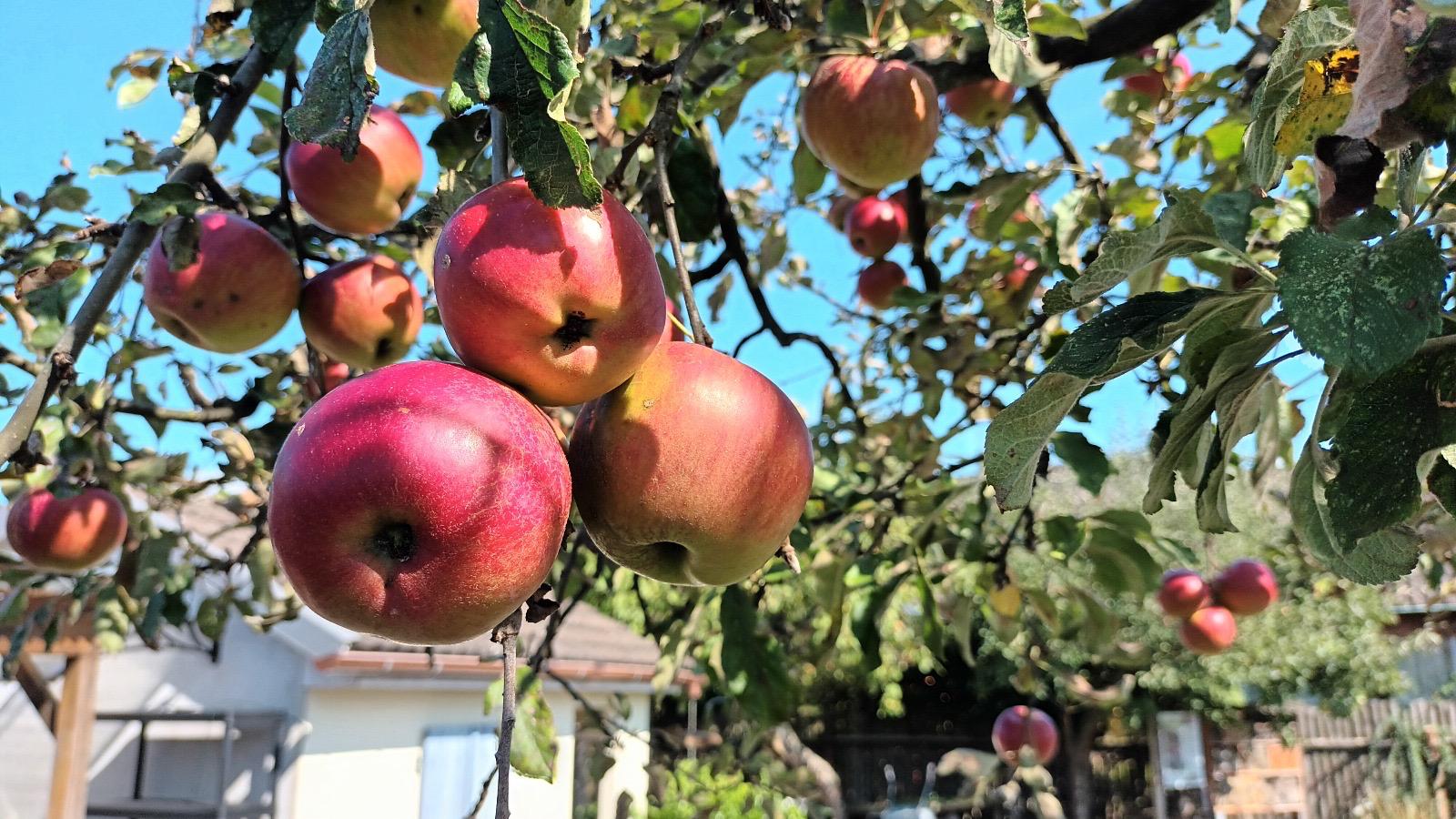 Kooperation mit dem IG Generationengarten